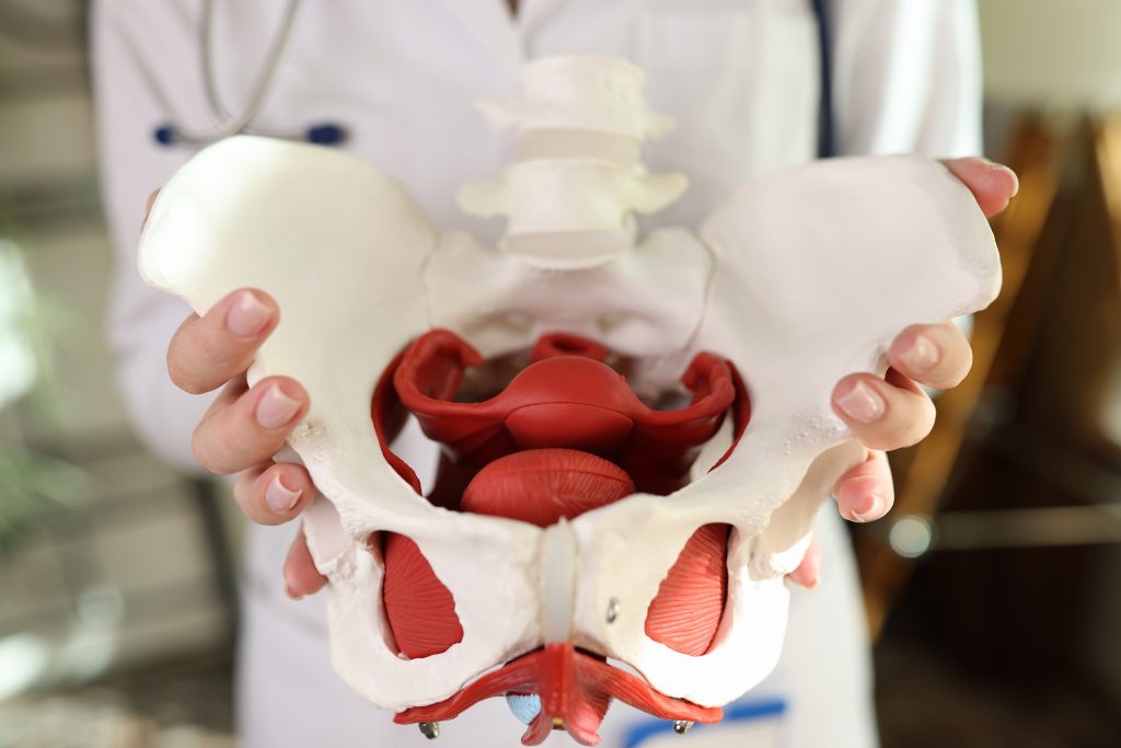 Close-up of model of female pelvic floor with muscles in hands of physiotherapist.