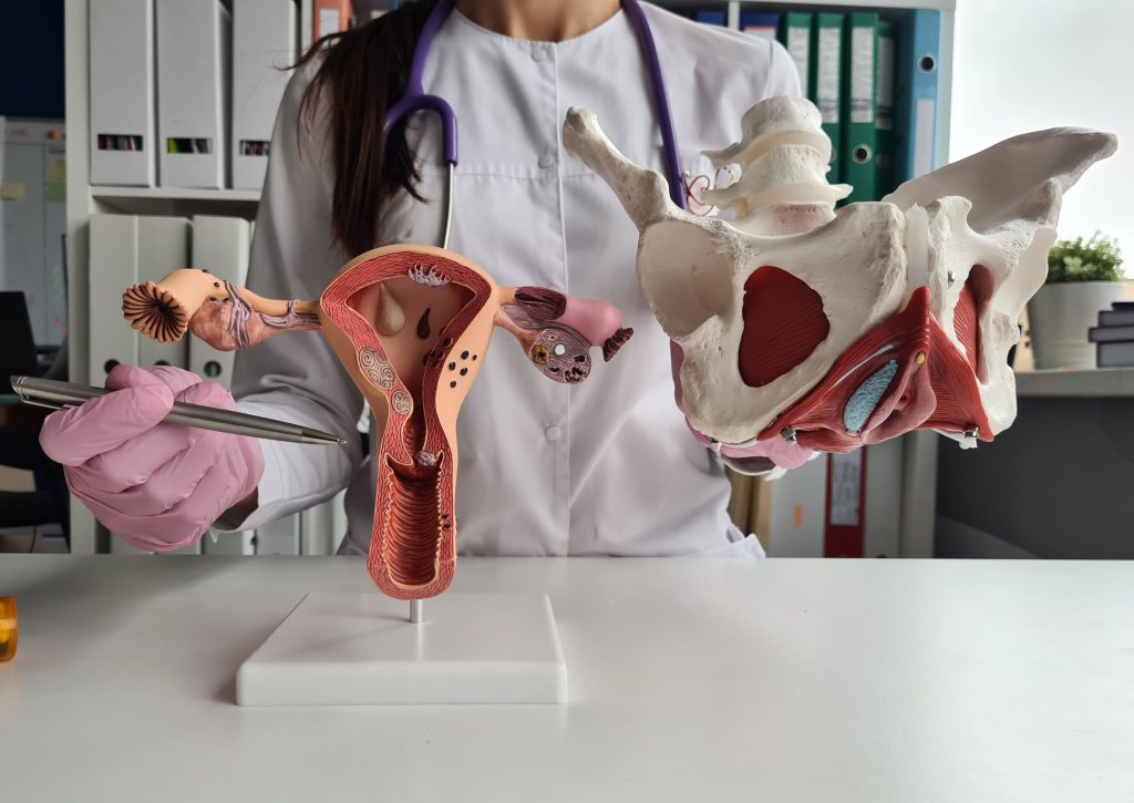 Gynecologist doctor holds model of bones of pelvic floor and anatomy of uterus. Female reproductive system and treatment of diseases in women.