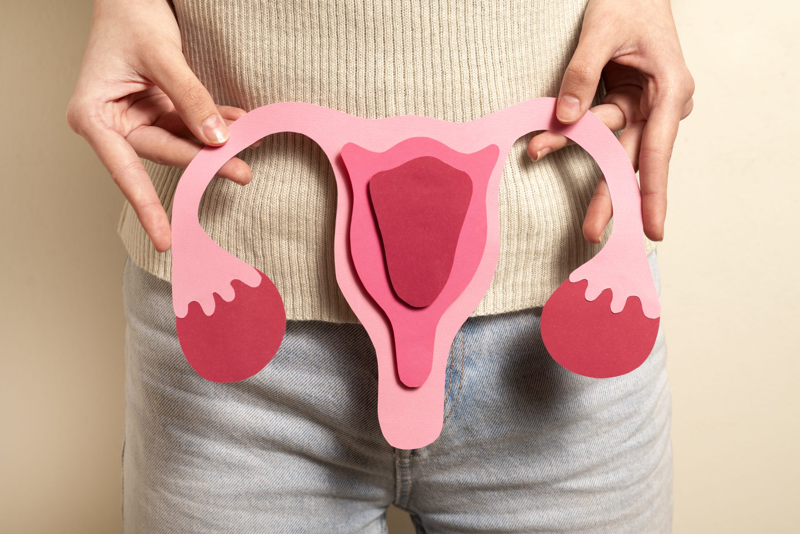 a paper model of the pelvic floor.