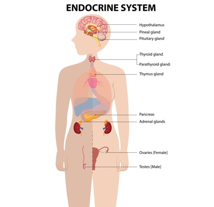 A diagram showing the endocrine system.